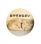 我が家のトラ猫さん（個別スタンプ：8）