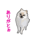 ぽめらんど《デビュー編》（個別スタンプ：1）