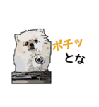 ぽめらんど《デビュー編》（個別スタンプ：3）