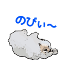 ぽめらんど《デビュー編》（個別スタンプ：6）
