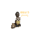 【フクロウ】しーちゃん＆ラッピーちゃん（個別スタンプ：1）