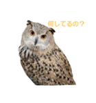【フクロウ】しーちゃん＆ラッピーちゃん（個別スタンプ：7）