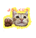 わがやの猫ちゃんおもち（個別スタンプ：1）