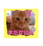 わがやの猫ちゃんおもち（個別スタンプ：2）