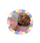 わがやの猫ちゃんおもち（個別スタンプ：3）