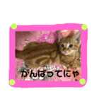 わがやの猫ちゃんおもち（個別スタンプ：5）