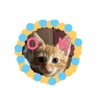 わがやの猫ちゃんおもち（個別スタンプ：7）