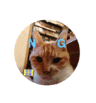 わがやの猫ちゃんおもち（個別スタンプ：8）