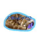 わがやの猫ちゃんおもち（個別スタンプ：9）