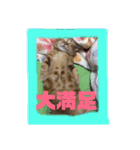 わがやの猫ちゃんおもち（個別スタンプ：10）
