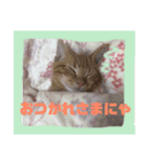 わがやの猫ちゃんおもち（個別スタンプ：11）