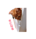 わがやの猫ちゃんおもち（個別スタンプ：12）
