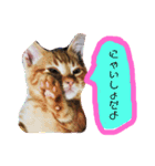 わがやの猫ちゃんおもち（個別スタンプ：13）