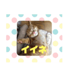 わがやの猫ちゃんおもち（個別スタンプ：14）