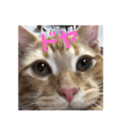 わがやの猫ちゃんおもち（個別スタンプ：15）
