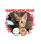 わがやの猫ちゃんおもち（個別スタンプ：16）