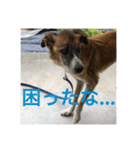 愛犬ななみ（個別スタンプ：4）