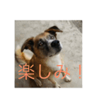 愛犬ななみ（個別スタンプ：5）