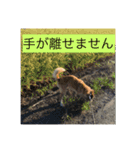 愛犬ななみ（個別スタンプ：6）