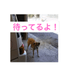 愛犬ななみ（個別スタンプ：9）