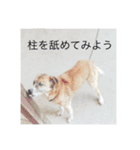 愛犬ななみ（個別スタンプ：11）