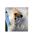 愛犬ななみ（個別スタンプ：13）