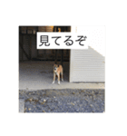 愛犬ななみ（個別スタンプ：14）