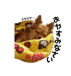 チワワのたらくんスタンプ（個別スタンプ：9）