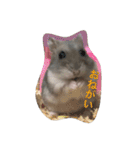 表情豊かなハムスターのこたろう（個別スタンプ：2）