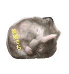 表情豊かなハムスターのこたろう（個別スタンプ：8）