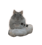 表情豊かなハムスターのこたろう（個別スタンプ：17）