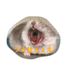 表情豊かなハムスターのこたろう（個別スタンプ：22）
