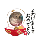 表情豊かなハムスターのこたろう（個別スタンプ：29）