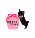 豆柴めいちゃん（個別スタンプ：3）
