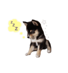 豆柴めいちゃん（個別スタンプ：8）