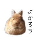 桃尻桃ほっぺの桃様（個別スタンプ：10）