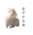 桃尻桃ほっぺの桃様（個別スタンプ：15）