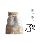 桃尻桃ほっぺの桃様（個別スタンプ：36）
