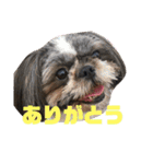 日常で使いやすいシーズーの癒しスタンプ（個別スタンプ：1）