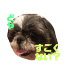 日常で使いやすいシーズーの癒しスタンプ（個別スタンプ：27）