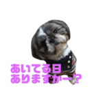 日常で使いやすいシーズーの癒しスタンプ（個別スタンプ：39）