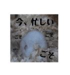 豆子ちゃんの使えそうなスタンプ（個別スタンプ：17）