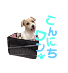 ジャックラッセルテリア涼ちゃんのスタンプ（個別スタンプ：3）