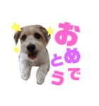 ジャックラッセルテリア涼ちゃんのスタンプ（個別スタンプ：4）