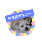 使える！日常スタンプ(ゆかいな仲間たち)（個別スタンプ：1）
