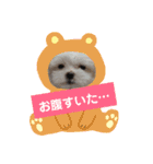 使える！日常スタンプ(ゆかいな仲間たち)（個別スタンプ：13）