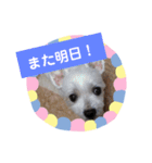 使える！日常スタンプ(ゆかいな仲間たち)（個別スタンプ：17）