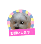 使える！日常スタンプ(ゆかいな仲間たち)（個別スタンプ：36）