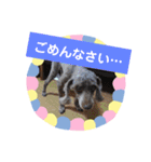 使える！日常スタンプ(ゆかいな仲間たち)（個別スタンプ：37）