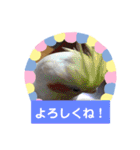 使える！日常スタンプ(ゆかいな仲間たち)（個別スタンプ：38）